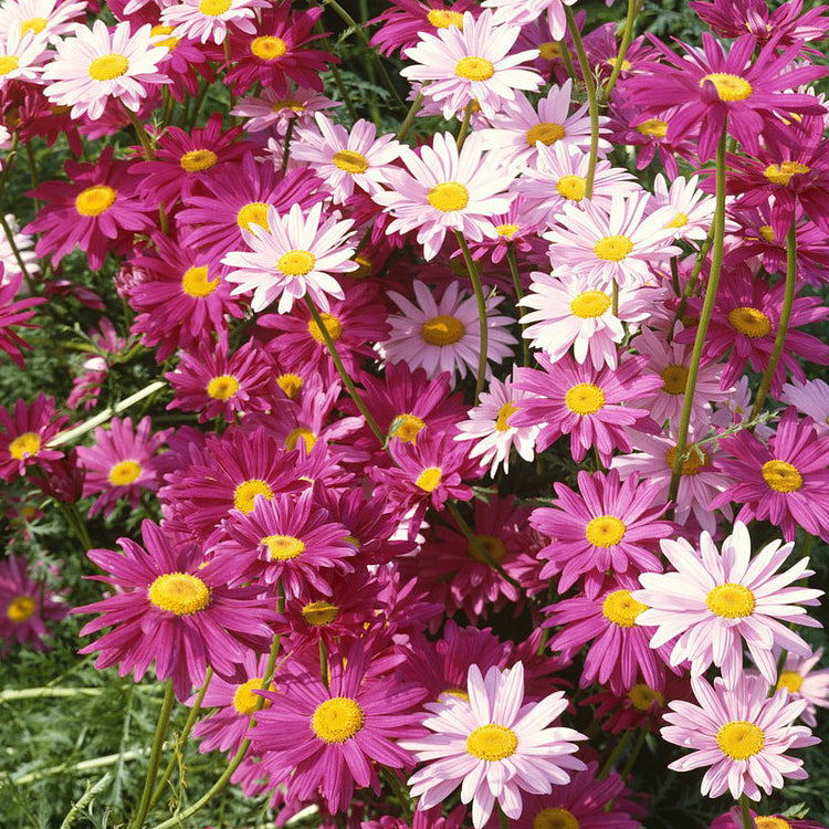 🌼Insect Killers: Pyrethrum Daisy Seeds