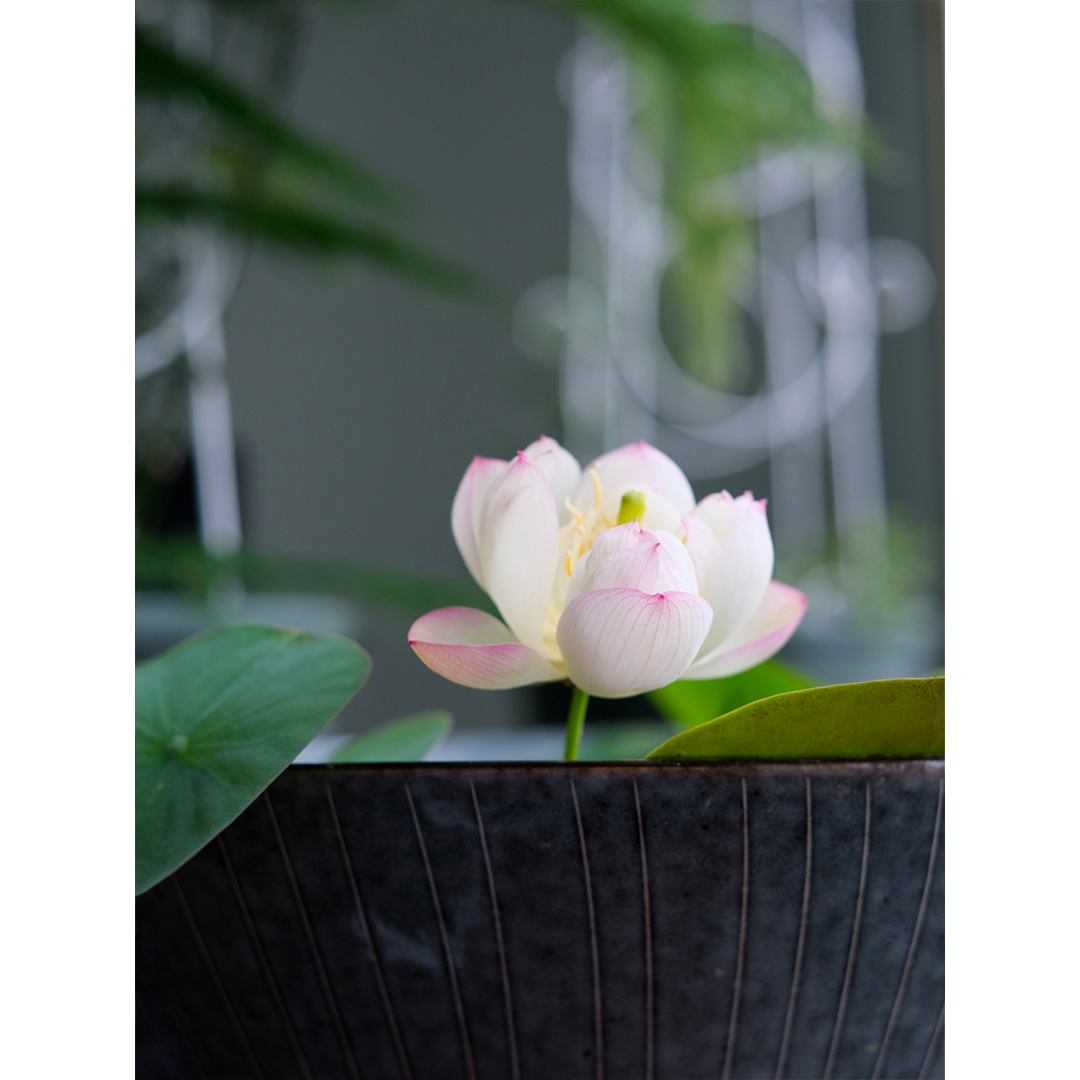 Bowl Lotus: Embracing Zen through Blossoms