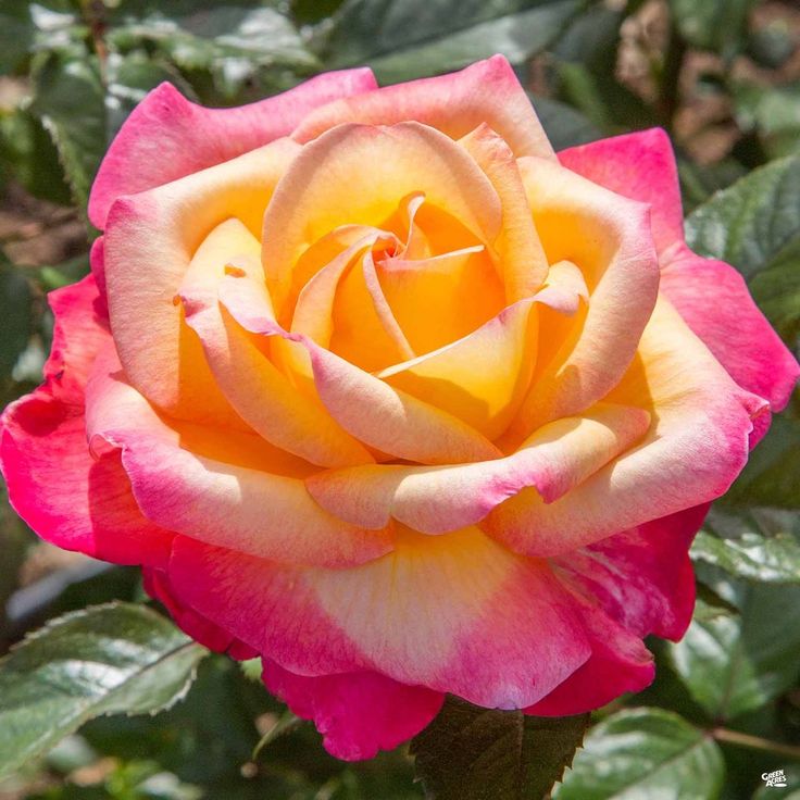 Rose Double Delight Seeds
