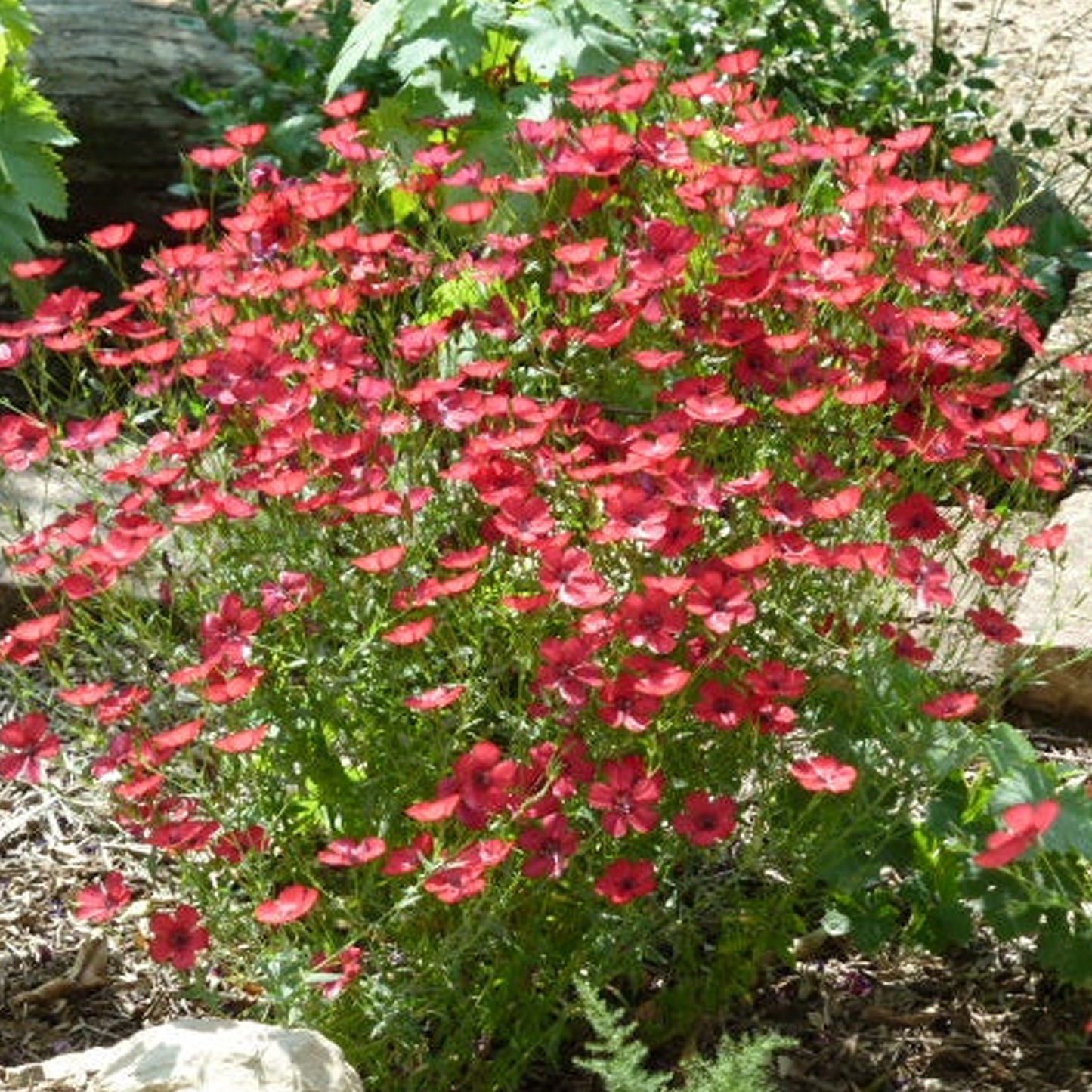 Scarlet Flax Seeds
