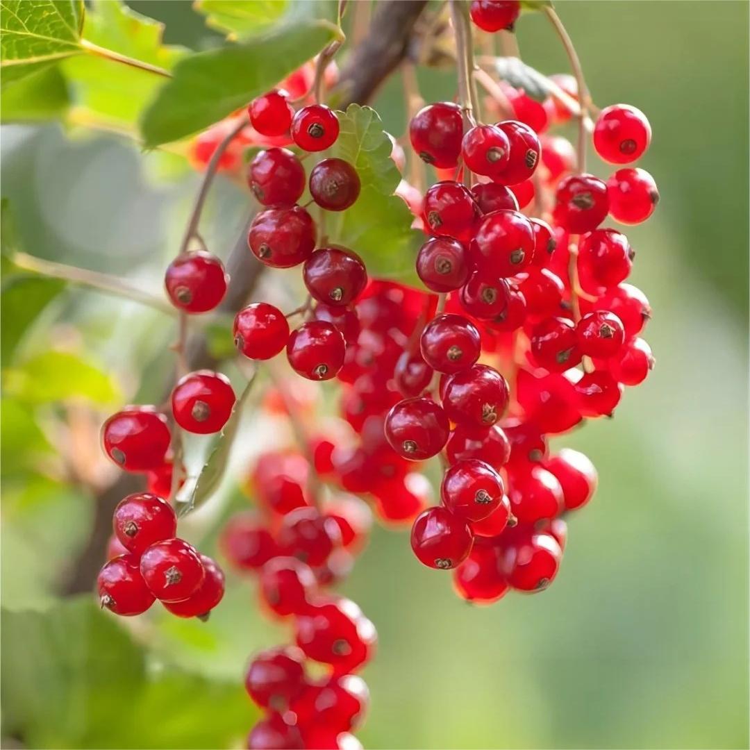 Multicolor Gooseberry Seeds