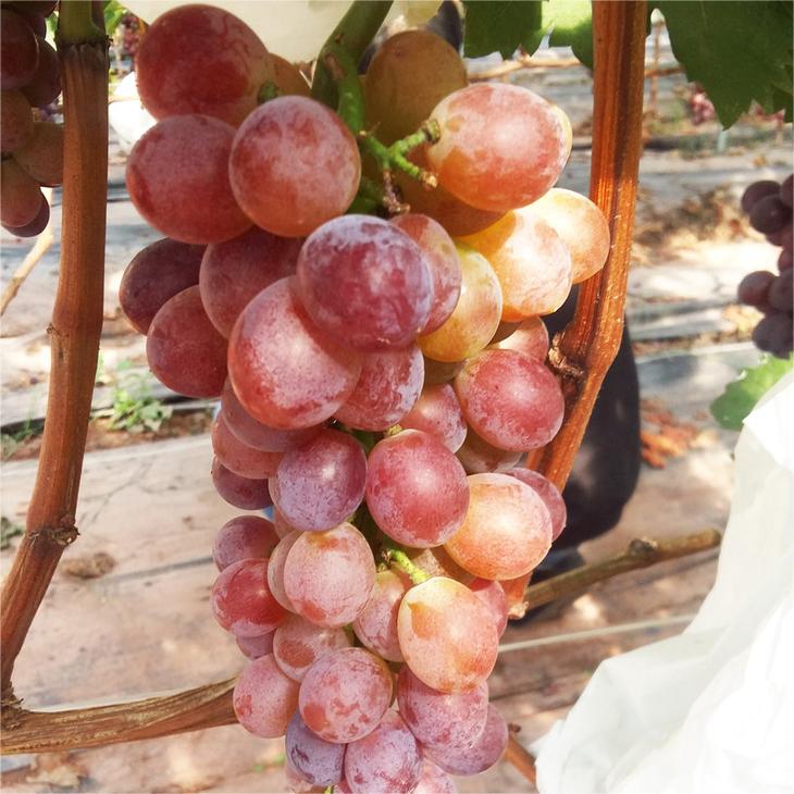 Midknight Beauty Grapes Seeds - Giant Rose (Rose scented)- 98% Germination🔥