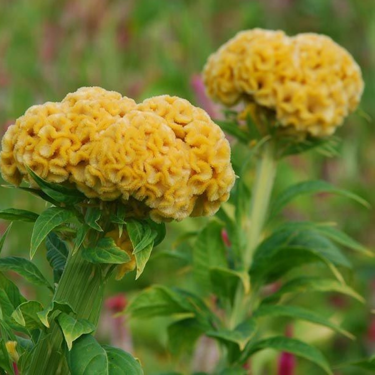 500 Pcs Cockscomb Celosia Seeds