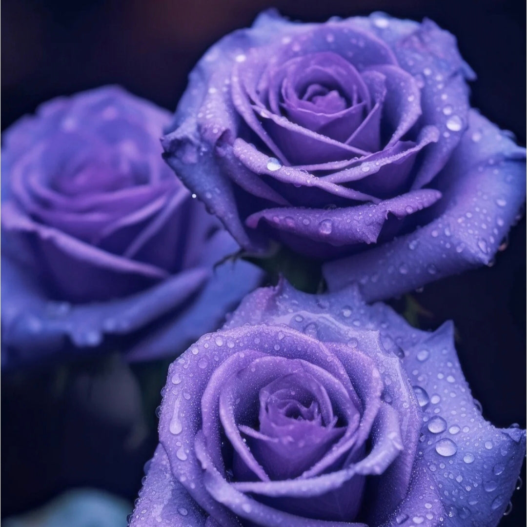 🌹 🌹Colorful Rose Seeds, 100Pcs/Pack
