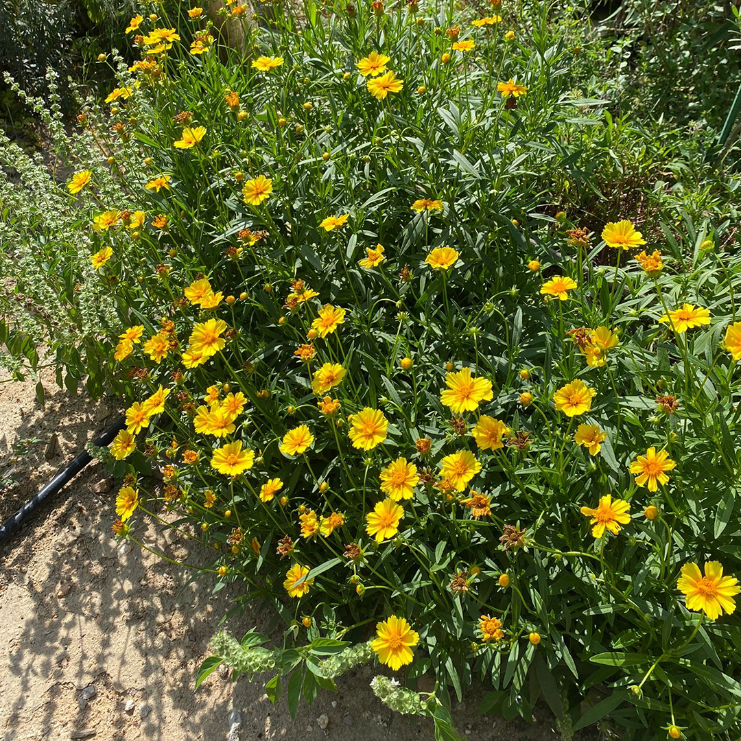 Lance-Leaf Coreopsis Seeds
