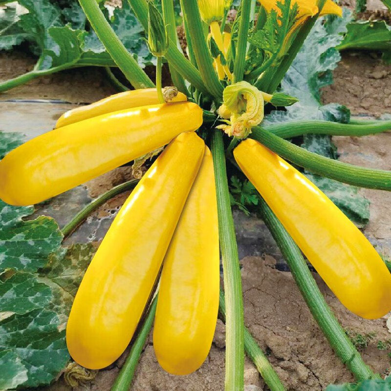 Golden Zucchini Seeds