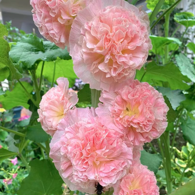 500 Pcs Double Hollyhock Seeds