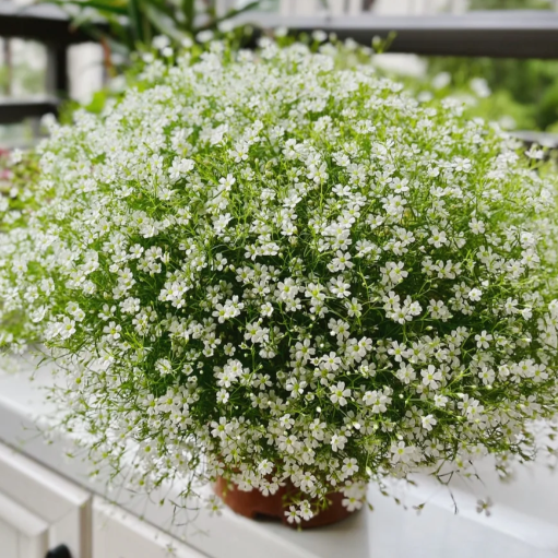 🌟Gypsophila—Sky Full Of Stars
