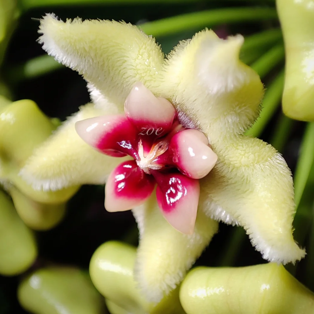 🌟Ball Orchid - Falling Stars From The Sky