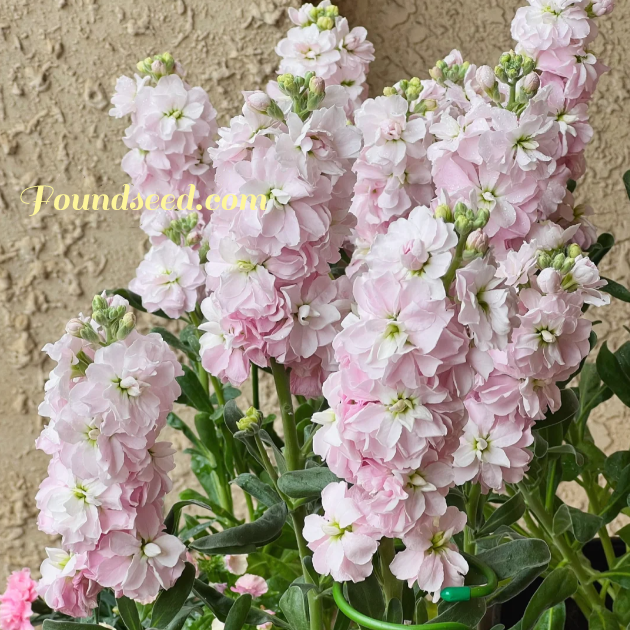 💐Eternal Love - Violet