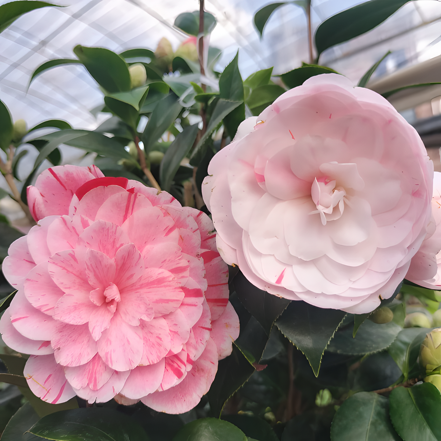 🌼Five-Color Camellia—Ideal Love