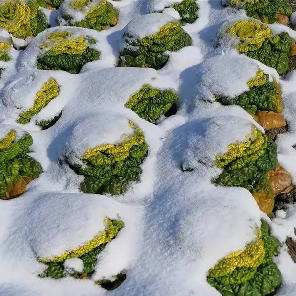 Brassica Narinosa Seeds