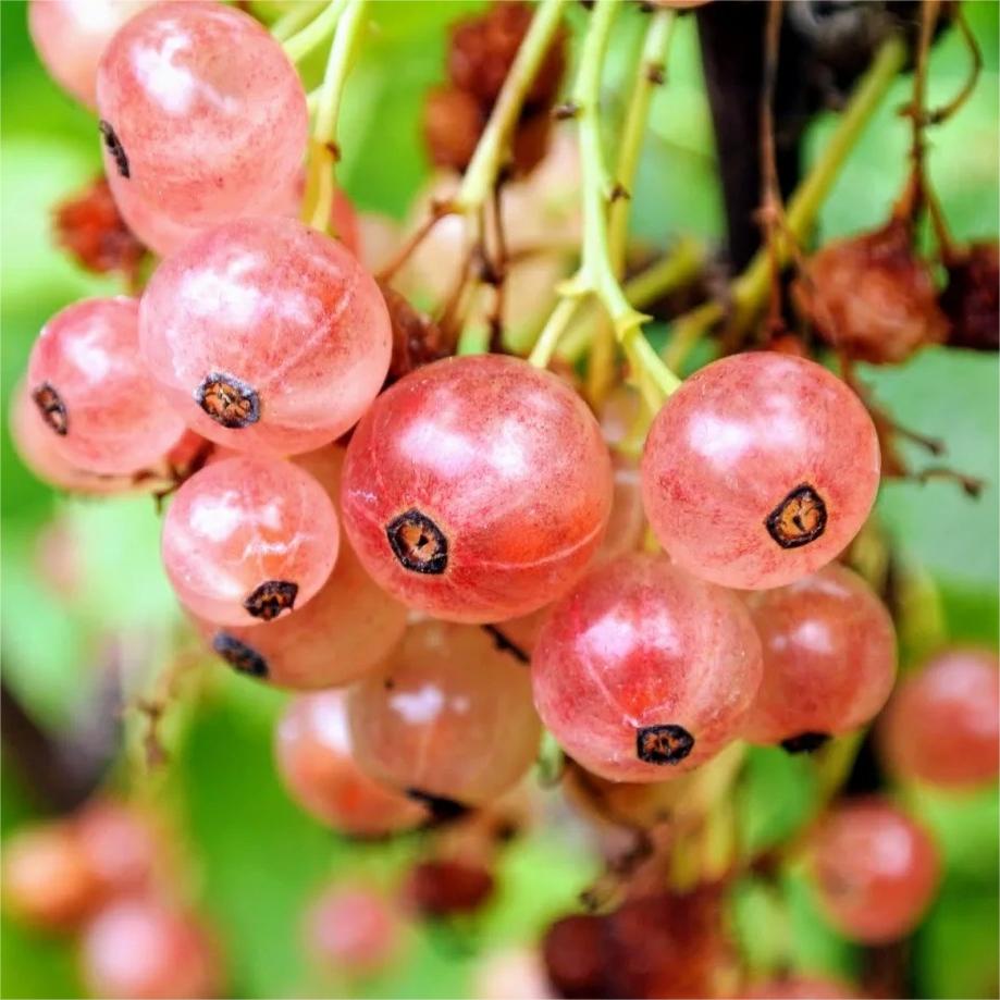 Multicolor Gooseberry Seeds