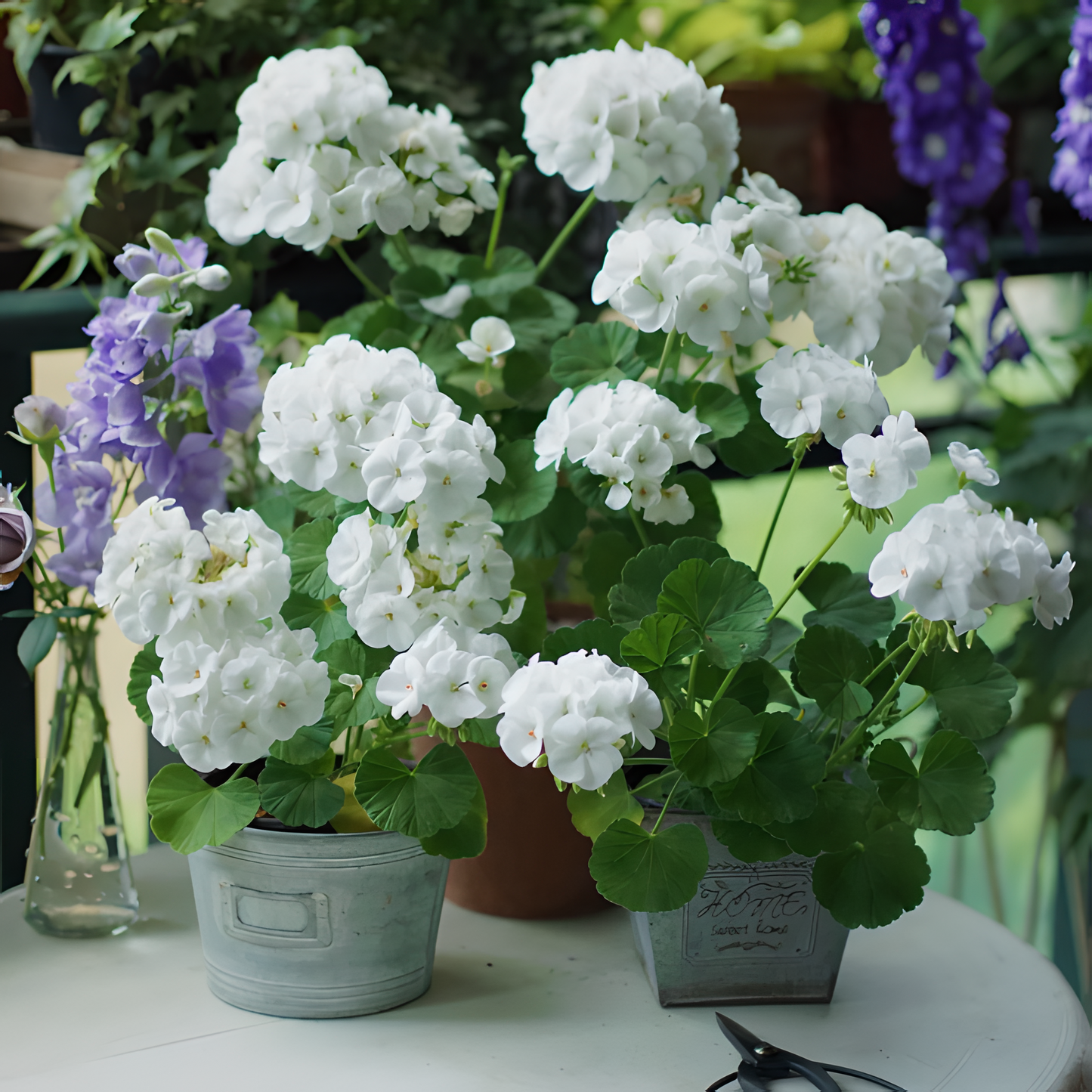 🌸Geranium - Happiness Is Around You