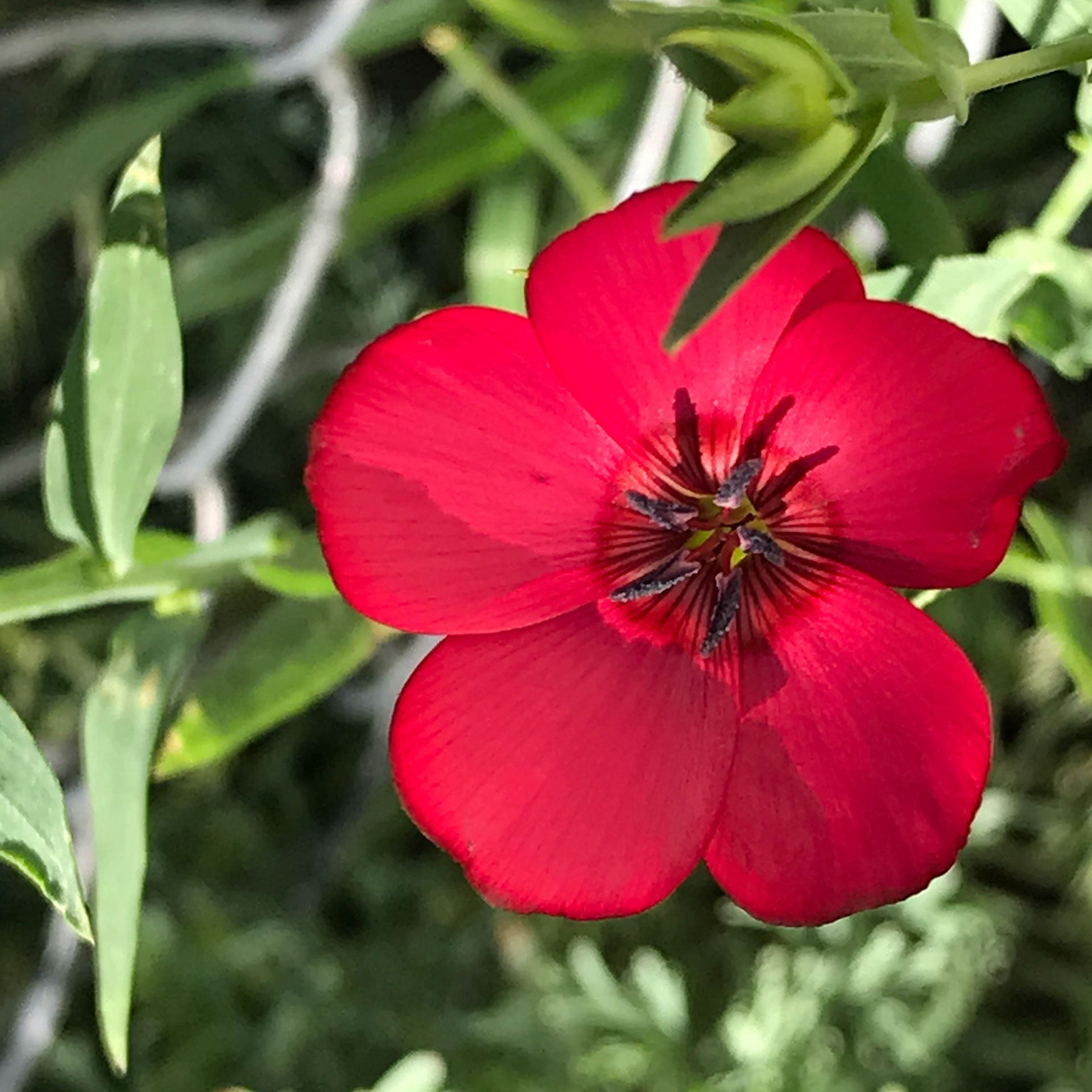 Scarlet Flax Seeds