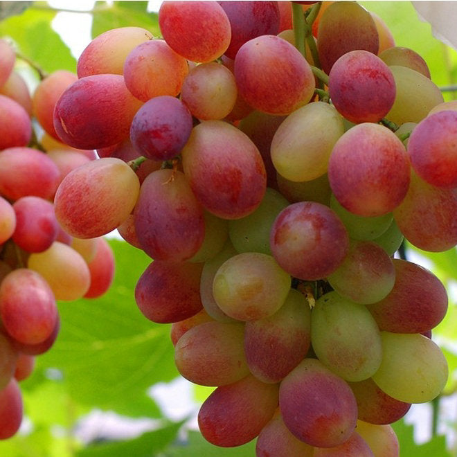 Midknight Beauty Grapes Seeds - Giant Rose (Rose scented)- 98% Germination🔥