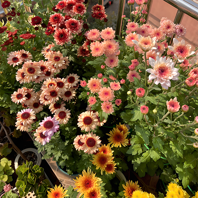 🌼Small Chrysanthemum Mixed Variety Seeds
