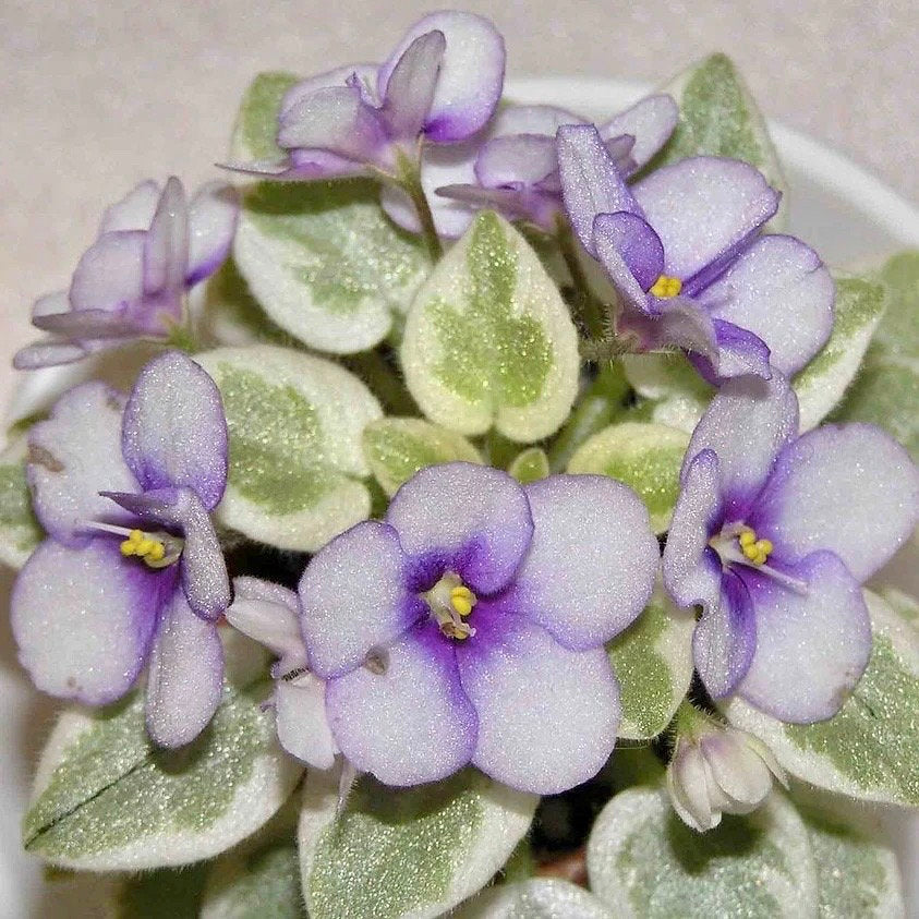 Mixed Miniature Variegated Violet Seeds