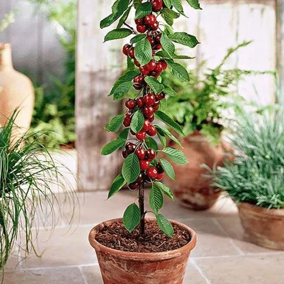 Rainier Cherry Fruit Seeds(🪴Buy 3 Get 1 Free🌿Can be planted in winter)