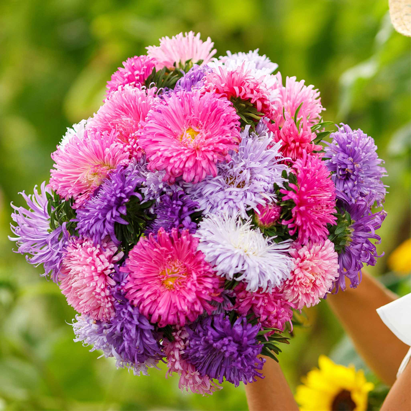 1000 Pcs Mixed Callistephus/Chinese Aster Seeds-Annual
