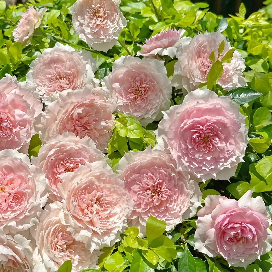 Monique Darve Rose
