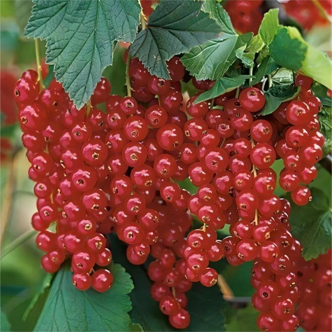 Multicolor Gooseberry Seeds
