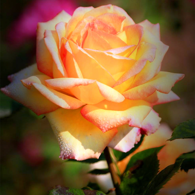 🌹 🌹Colorful Rose Seeds, 100Pcs/Pack