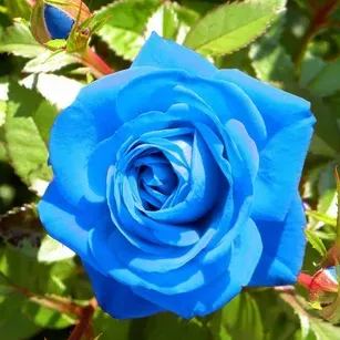 Rosa ‘Blue Moon’ Seeds
