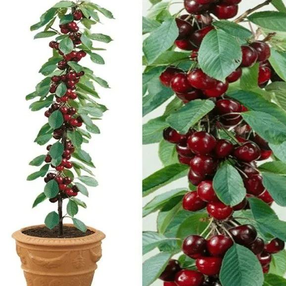 Rainier Cherry Fruit Seeds(🪴Buy 3 Get 1 Free🌿Can be planted in winter)