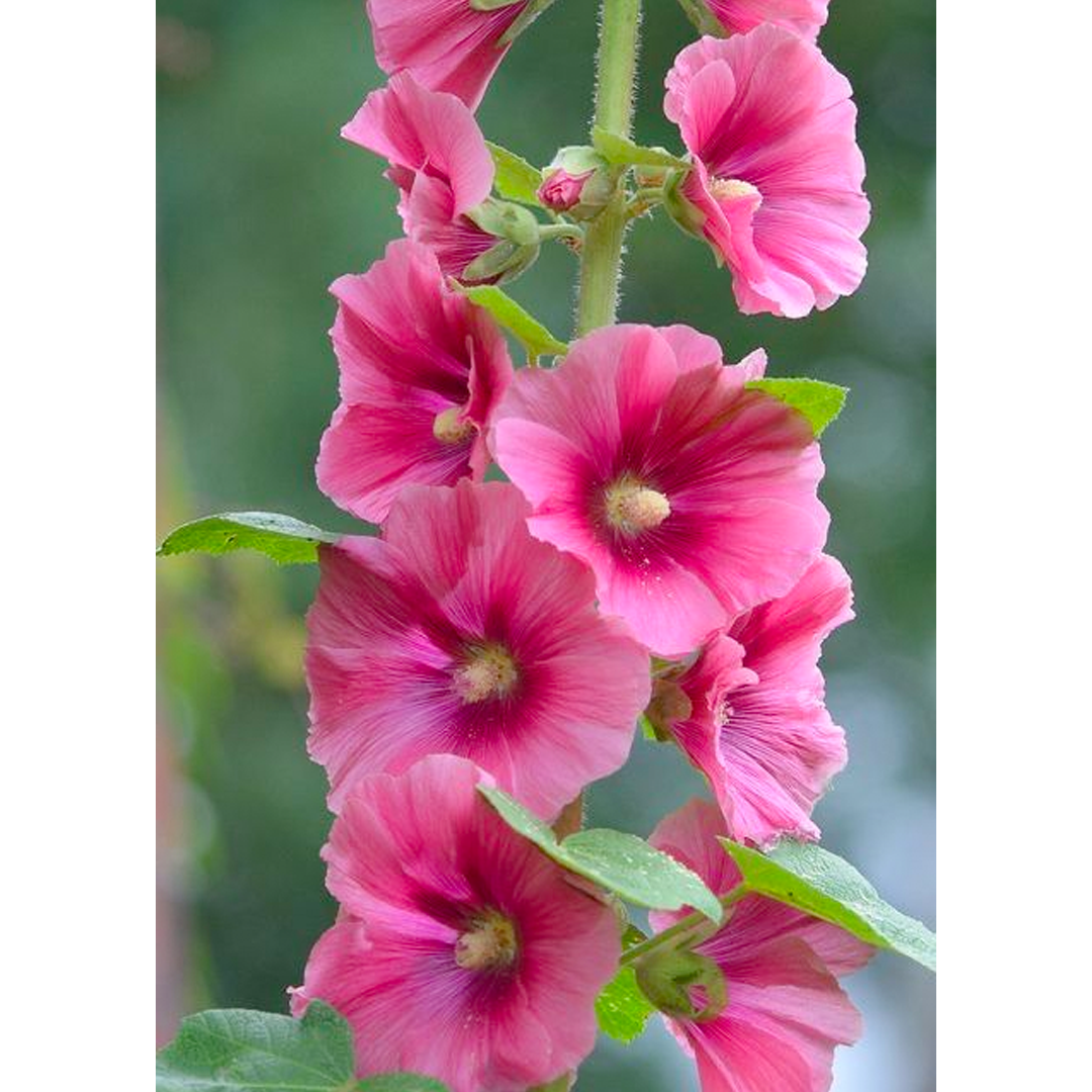 Hollyhock Seeds - Single Mix