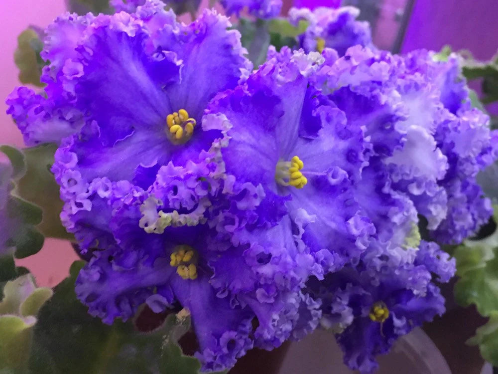 Violet - Saintpaulija Reigning Beauty