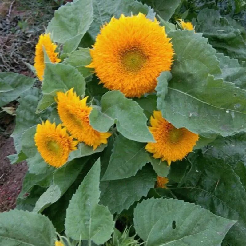 Teddy Bear Sunflower Seeds