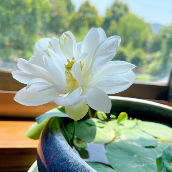 🪷Bowl Lotus: Embracing Zen Through Blossoms