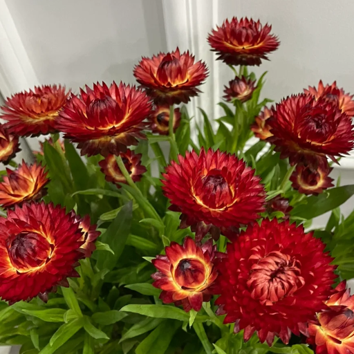 🌻Straw Chrysanthemum