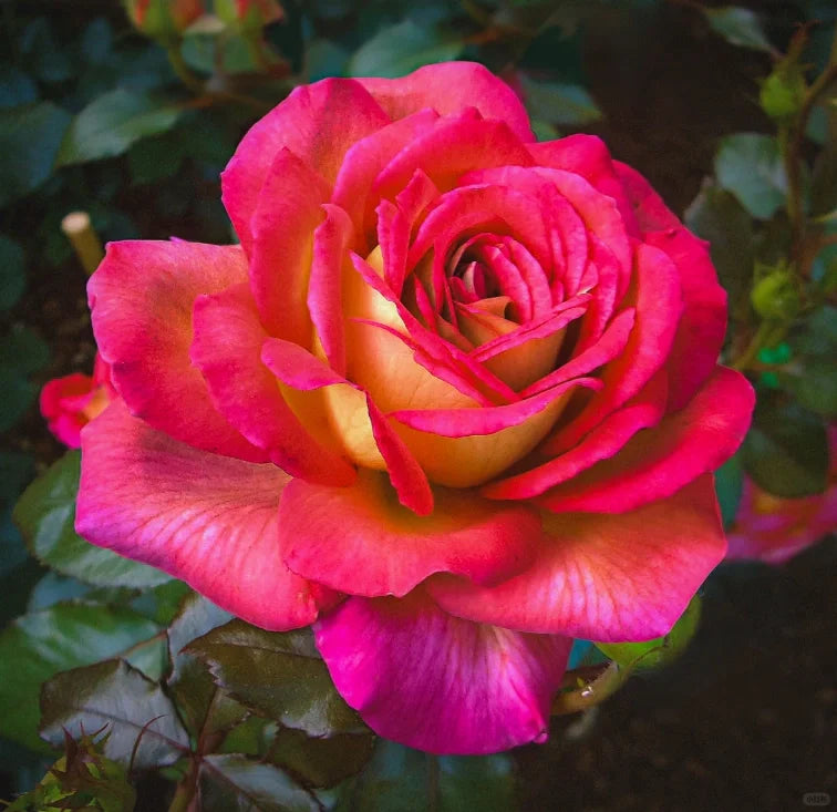 Gold Red Rose Seeds