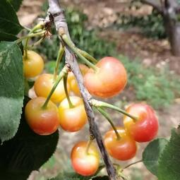 Rainier Cherry Fruit Seeds(🪴Buy 3 Get 1 Free🌿Can be planted in winter)
