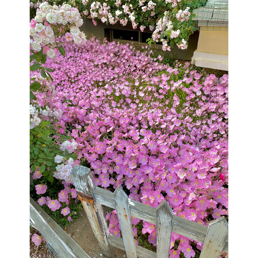 Showy Evening Primrose Seeds