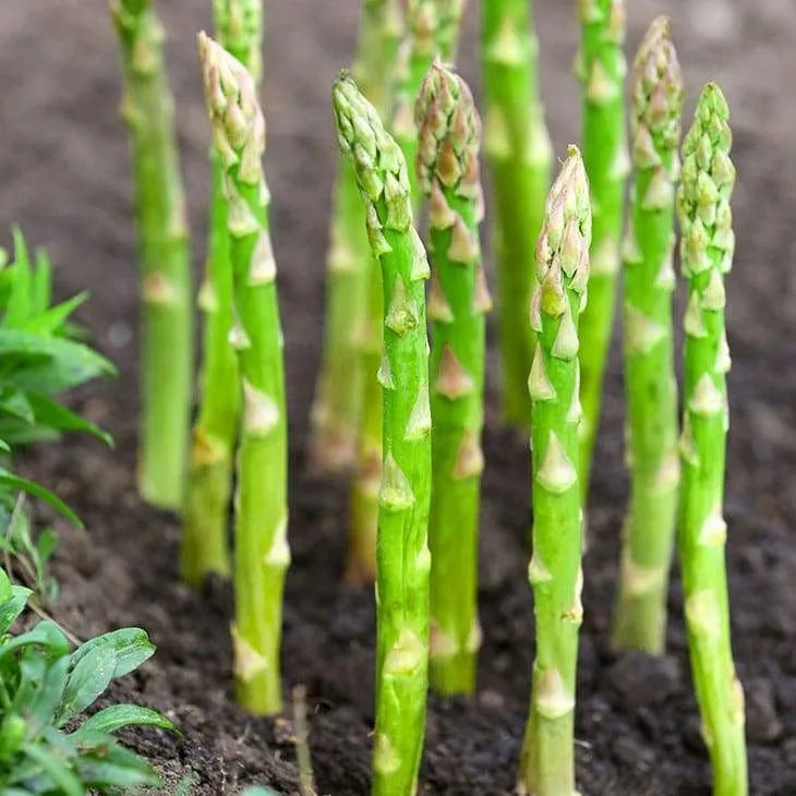 🌿King of Vegetables - Asparagus Mary Washington