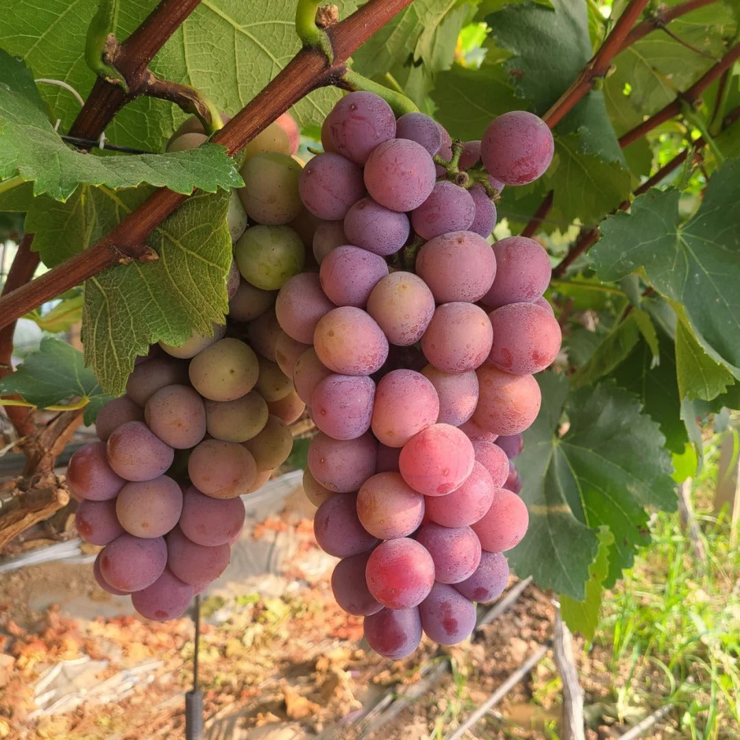 Midknight Beauty Grapes Seeds - Giant Rose (Rose scented)- 98% Germination🔥