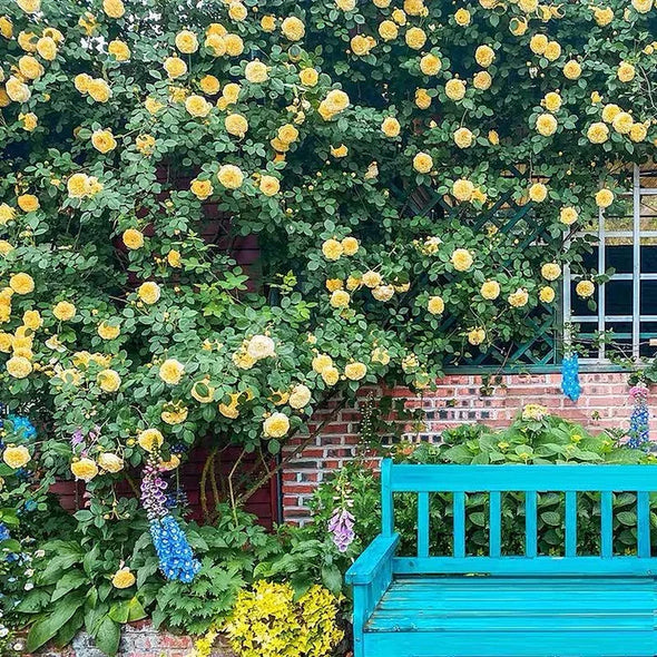 🌹Climbing Rose Seeds - Luck Rises