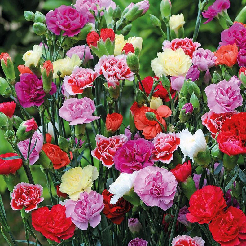 🌼Multi-Colored Carnation Seeds-Pure Love
