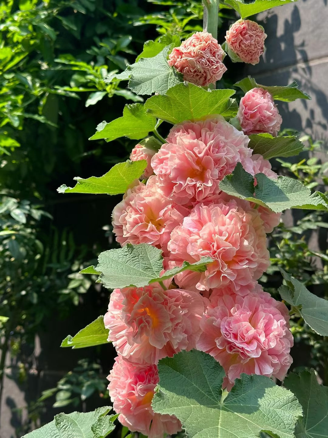 Last Day Sale - 50% OFF-🌸🌿Double Hollyhock Seeds