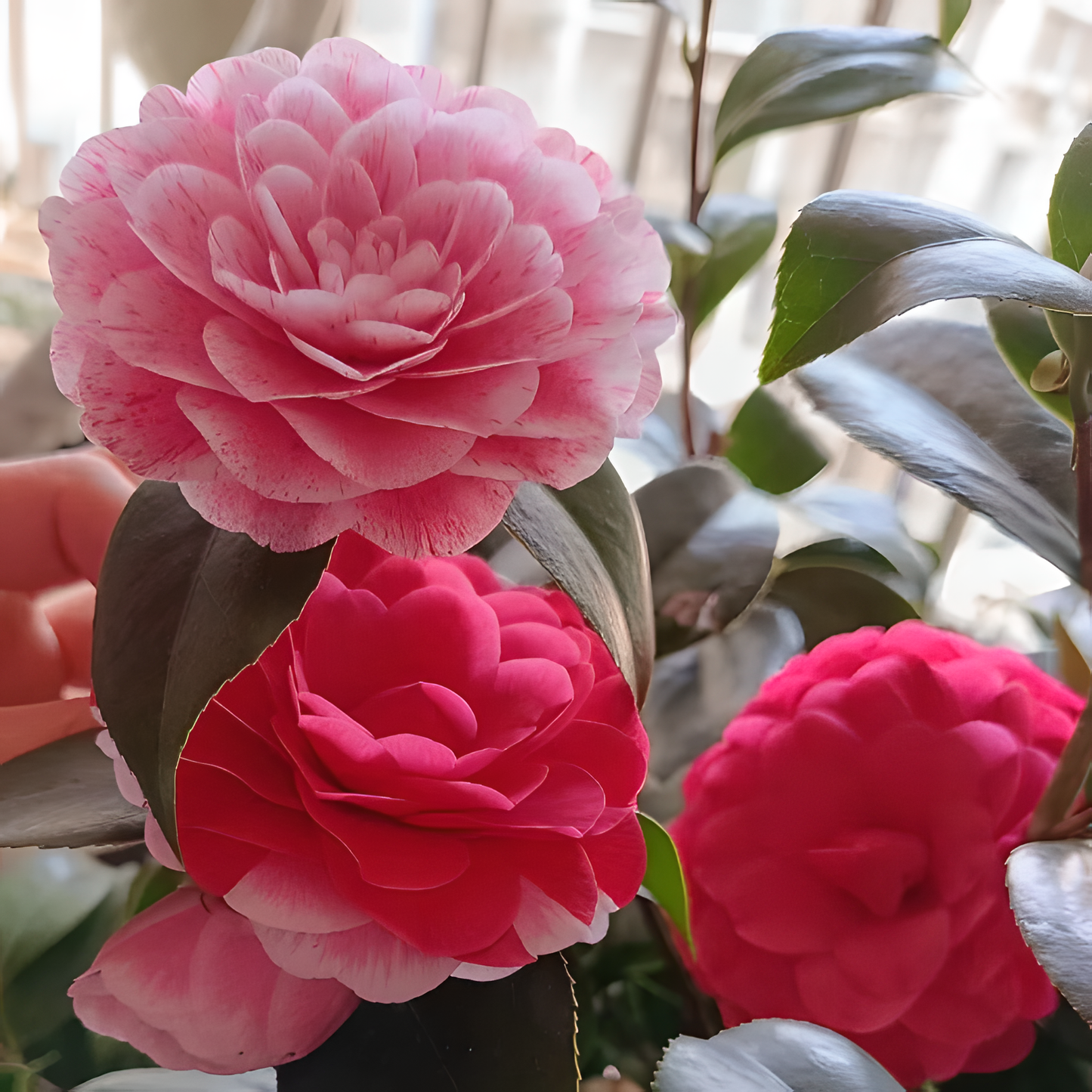 🌼Five-Color Camellia—Ideal Love