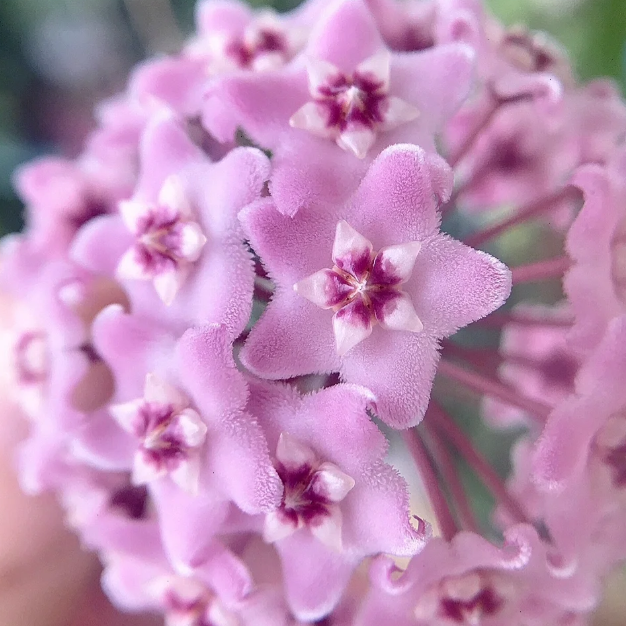🌟Ball Orchid - Falling Stars From The Sky