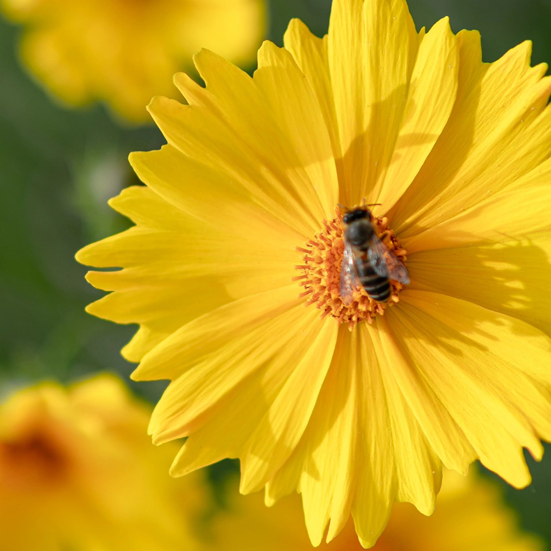 Lance-Leaf Coreopsis Seeds