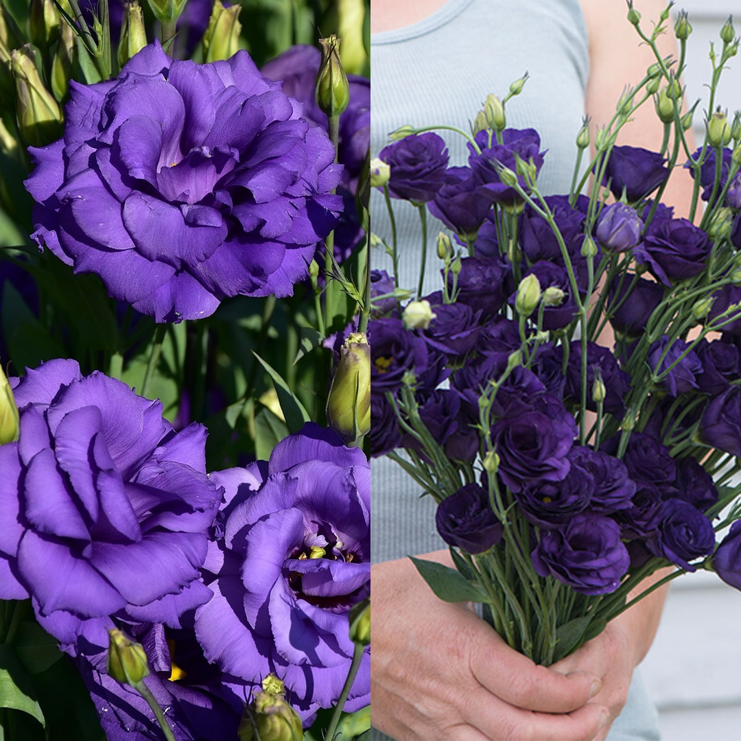 Lisianthus / Eustoma Grandiflorum Seeds