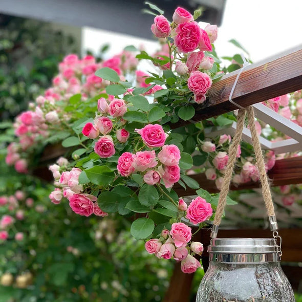 🌹Climbing Rose Seeds - Luck Rises
