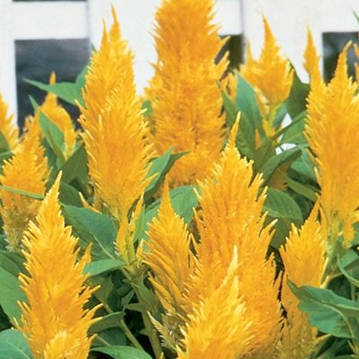 500 Pcs Plumed Castle Celosia Seeds