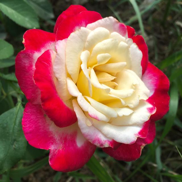 Rose Double Delight Seeds
