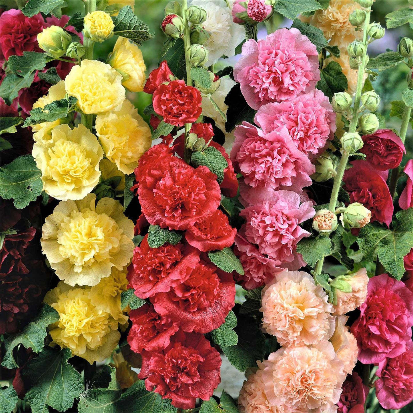 Last Day Sale - 50% OFF-🌸🌿Double Hollyhock Seeds